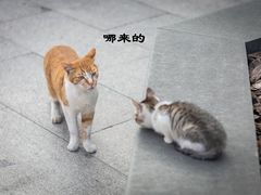 -龙华寺