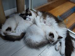 -喵的天空名猫咖啡馆·撸猫·猫舍·用品