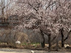 -宠物寄养训练学校