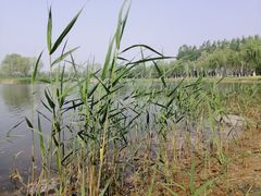 -大兴滨河森林公园