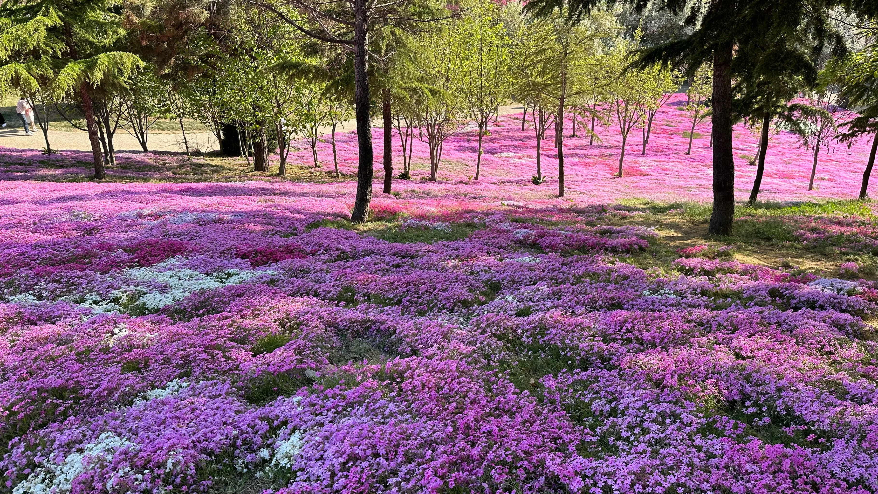 芝樱开花花期图片