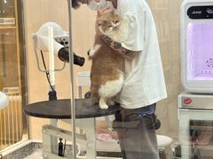 -momokira米努特·德文卷毛猫·棉花面纱犬