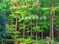 -上海共青森林公园