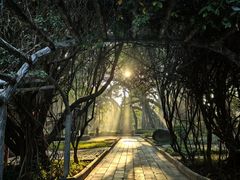 -瑞丽独树成林风景区