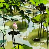夏季溜娃选择室外的农场最不错了
