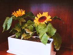 -AFS|青岛传统包子铺