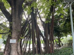 -荔湾湖公园