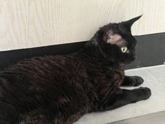 -凯特喵百思猫专科医院