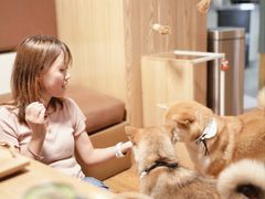 -柴务处·柴犬主题狗咖