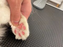 -comecome来吧宠物(奥克斯中心店)