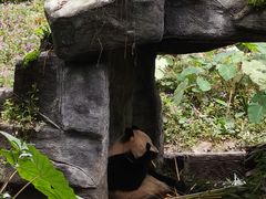 -中国大熊猫保护研究中心雅安碧峰峡基地