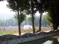 -紫海香堤香草艺术庄园