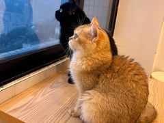 -有喵·猫咖·狗咖·40+猫狗有小奶狗(岗厦店)