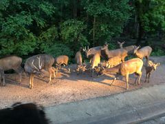 -清迈夜间动物园