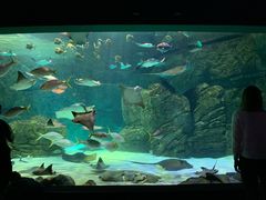 -瑞普利水族馆
