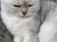 -喵屿·大理花园猫咖