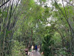 -大屏嶂森林公园