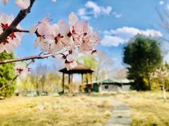 -莲花池公园