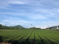 -雪绿茶博物馆