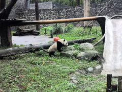 -都江堰中华大熊猫苑