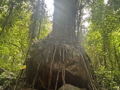 -莫里热带雨林景区