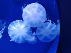 -青岛海底世界-水族馆