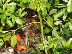 -新加坡文华东方酒店