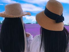 -紫颐香薰山谷景区