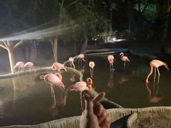 -清迈夜间动物园