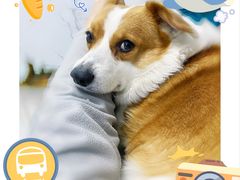 -多乐狗狗宠物训练工作室