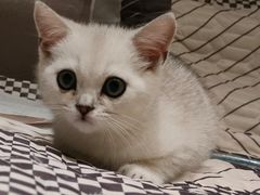 -关爱宠物医院·猫科中心·消化科(滨湖万达分院)