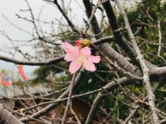 -天适樱花悠乐园