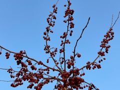 -海棠花溪(元大都城垣遗址公园)