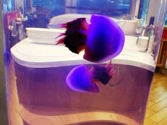 -叁拾壹克饺子·东北菜(国贸店)