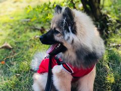 -乐琪宠物医院·犬猫专科·骨外科·急重症