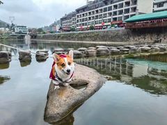 -萌宠之家·腊肠犬·马尔泰·小体犬舍
