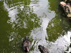 -水绘园