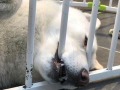-萌兽医馆·眼科·异宠专科(三里屯店)
