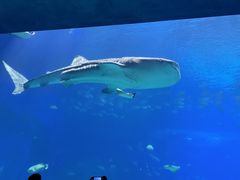 -珠海长隆海洋王国