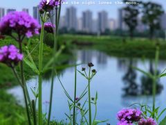 -洋湖国家湿地公园