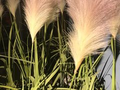 -小火花·干式熟成牛排馆Spark SteakHouse(剑桥郡店)