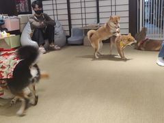 -逗柴咖啡屋·狗咖猫咖宠物桌游