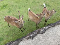 -奈良公园