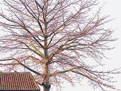 -喜洲吧·江畔老船厂·庭院餐厅(喜临院店)