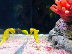 -暹罗海洋世界