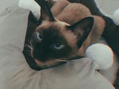 -纳吉亚猫专科动物诊疗中心(蒋宅口分院)