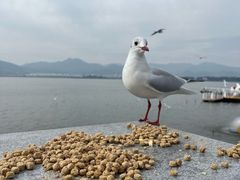 -海埂大坝