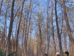 -合肥滨湖国家森林公园