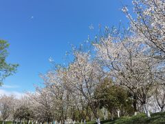 -径山花海