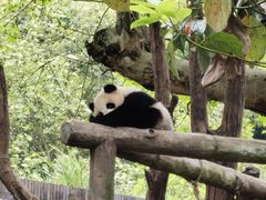 -都江堰中华大熊猫苑